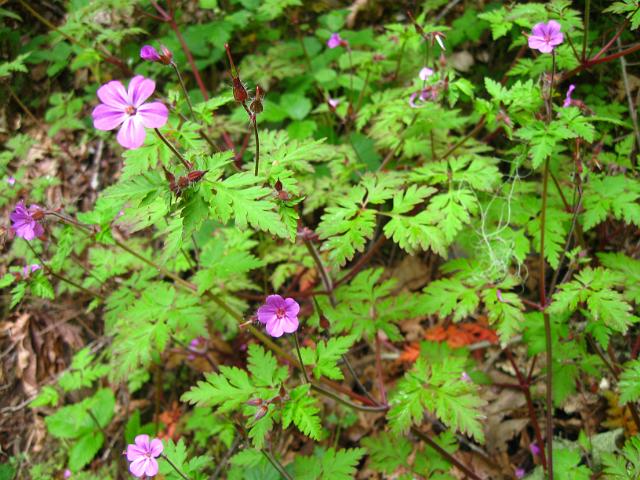 Eagle Creek-104.JPG - Eagle Creek